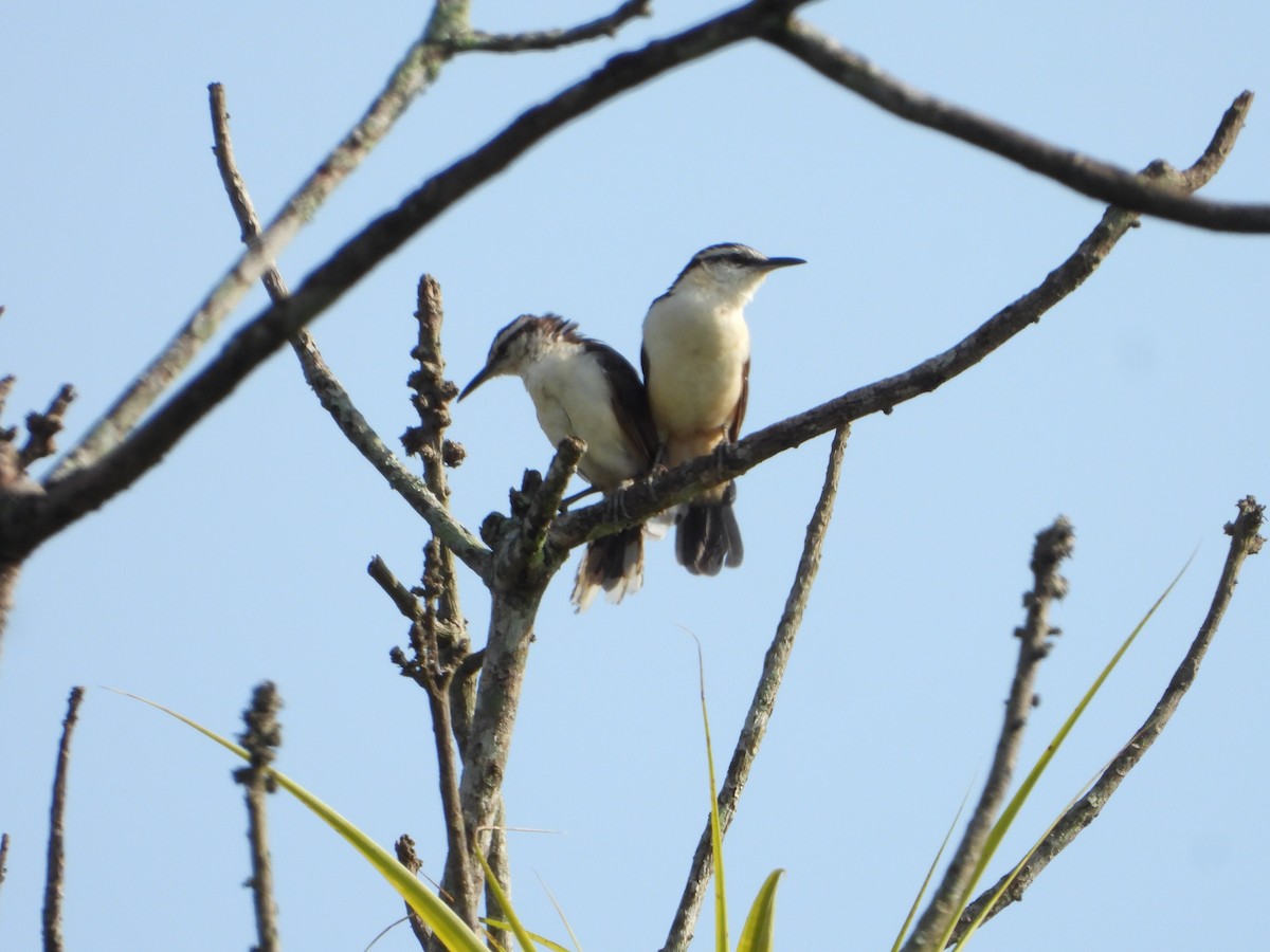 Bicolored Wren - ML642860933
