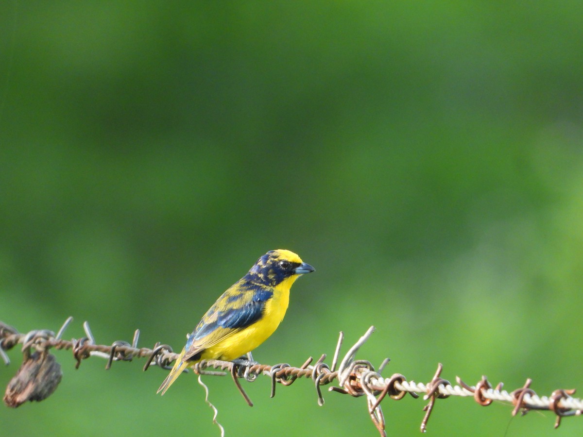 Thick-billed Euphonia - ML642860956