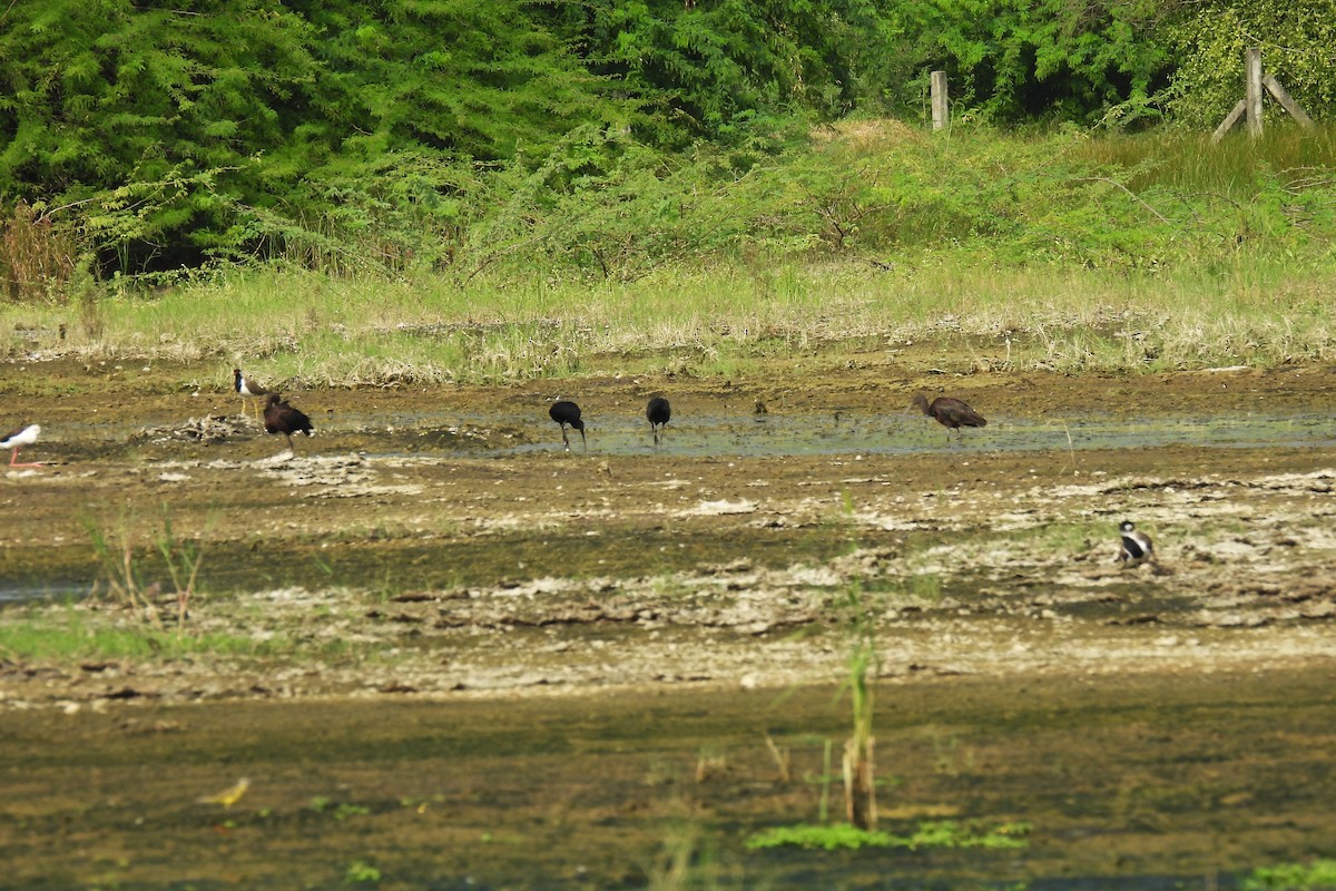 Glossy Ibis - ML642860963