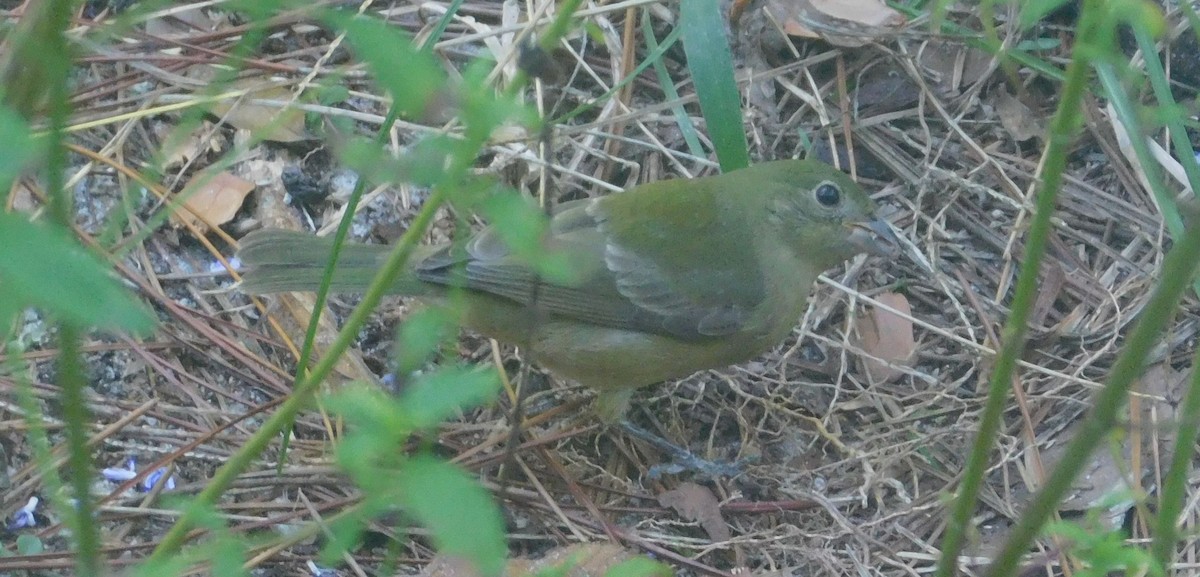Painted Bunting - ML642860964