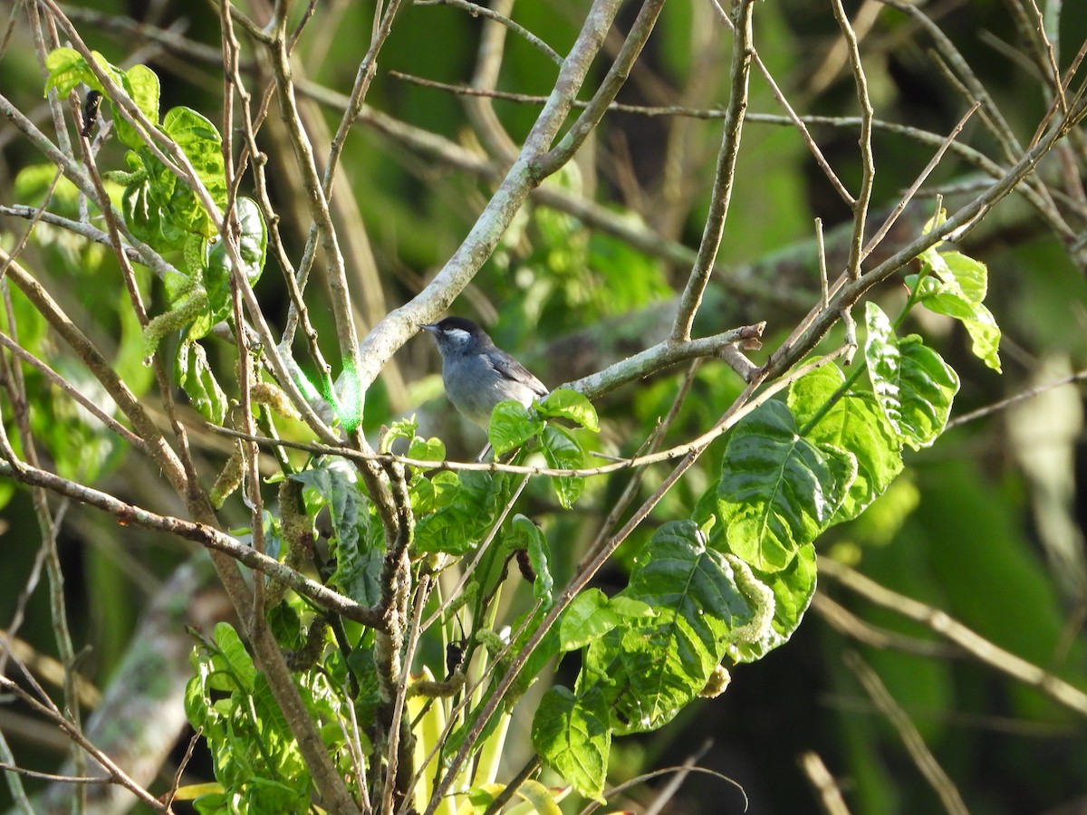 White-eared Conebill - ML642860988