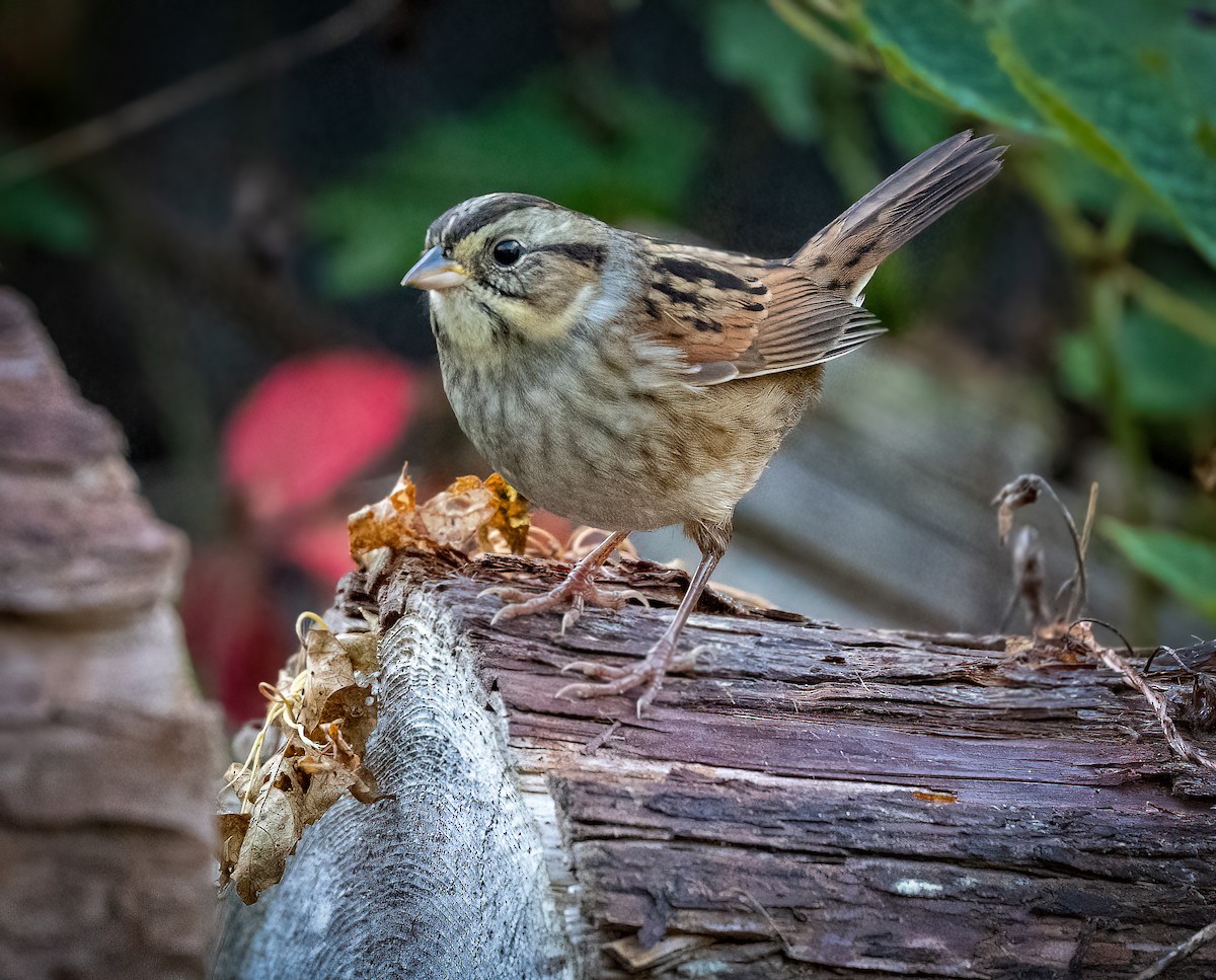 Swamp Sparrow - ML642860995