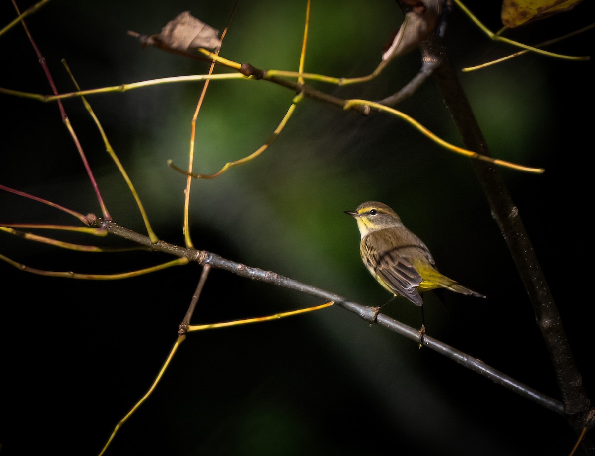 Palm Warbler - ML642861008