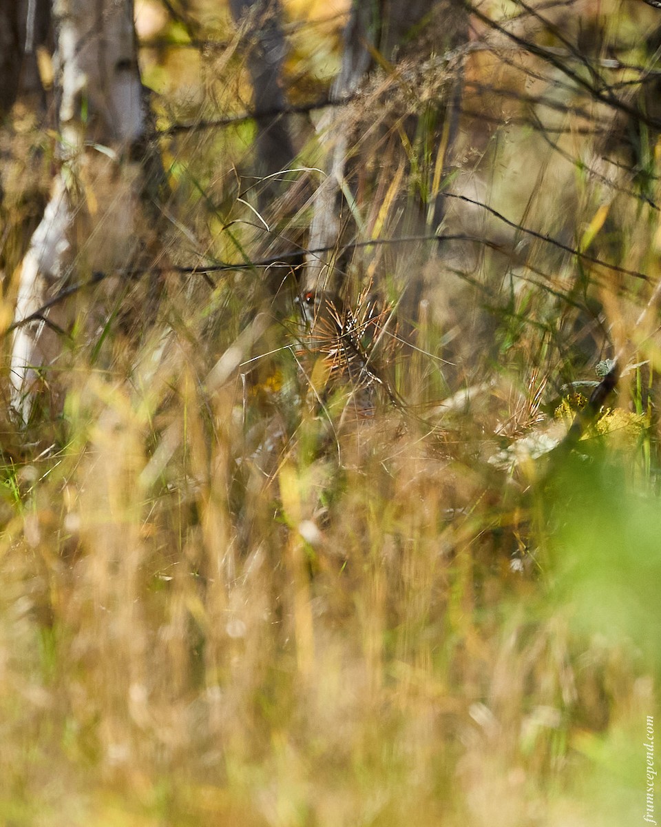 Hazel Grouse - ML642861012