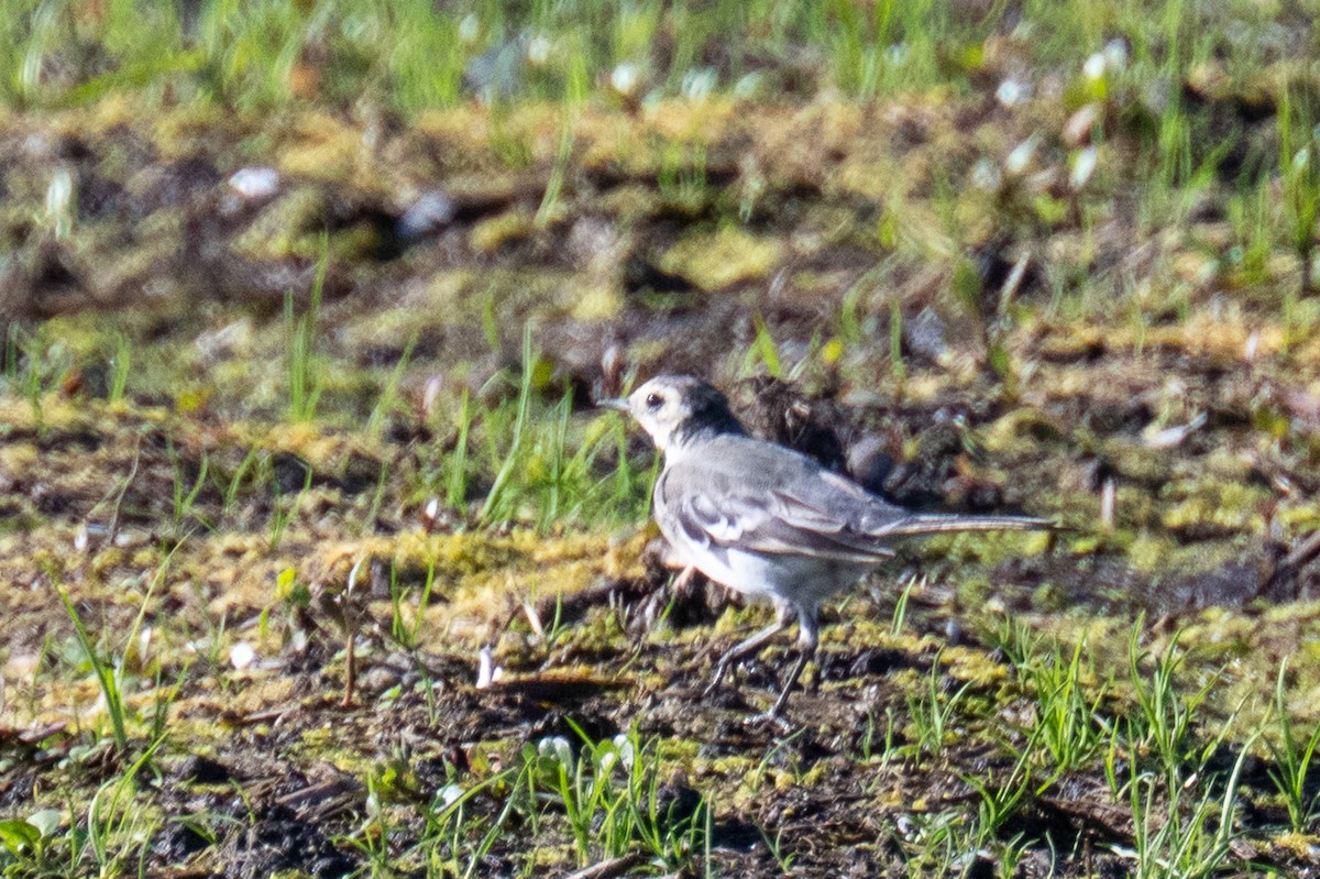 White Wagtail - ML642861014