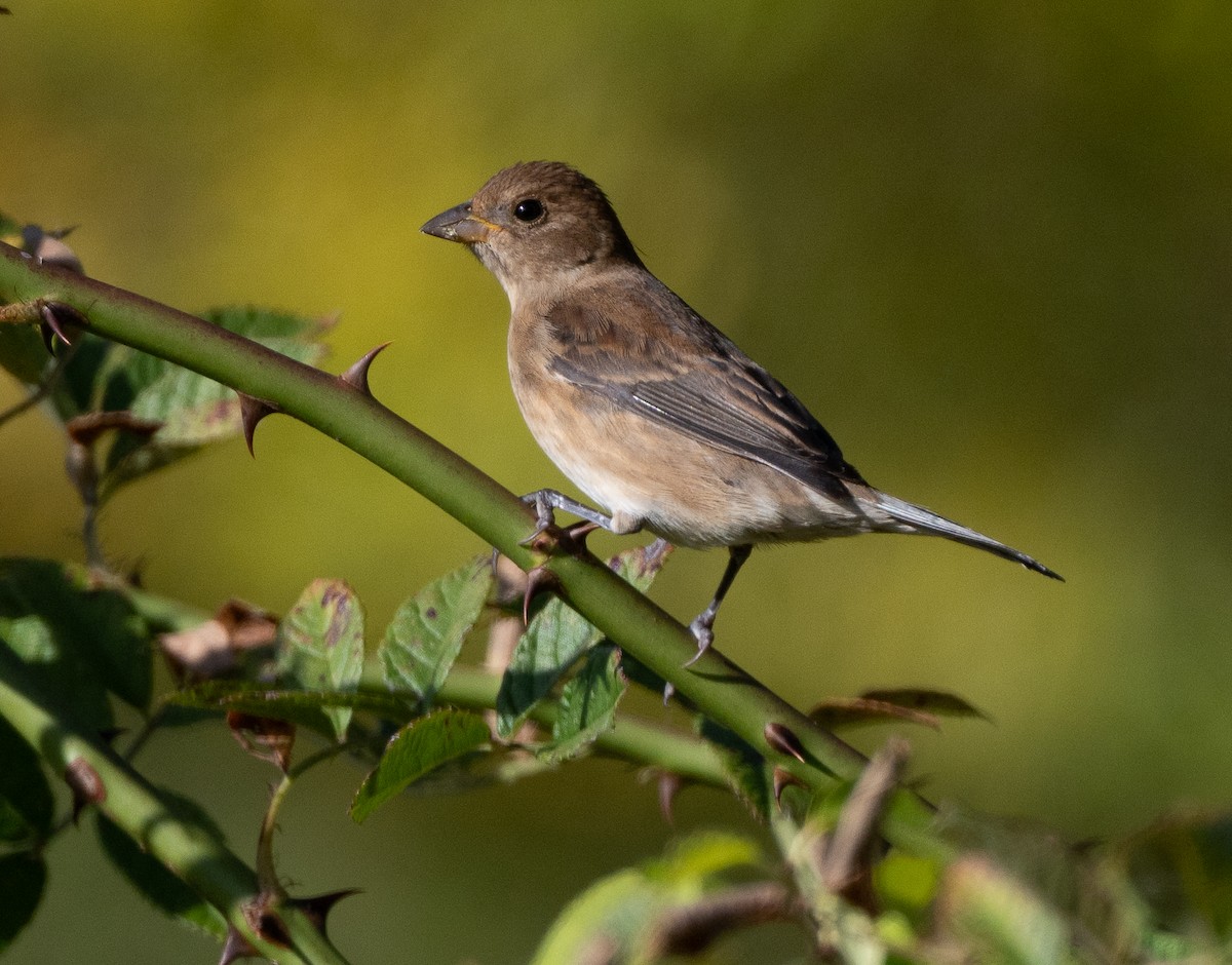 Indigo Bunting - ML642861015