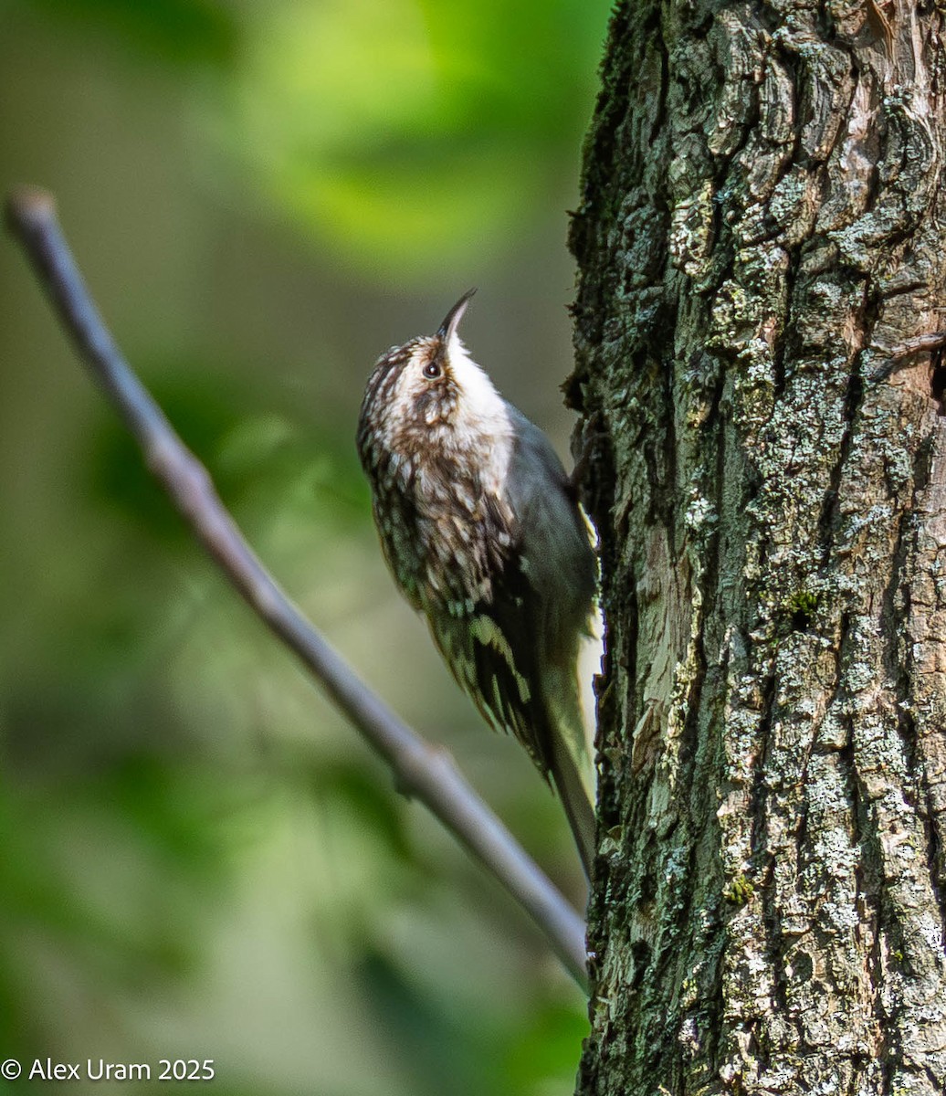 Brown Creeper - ML642861021