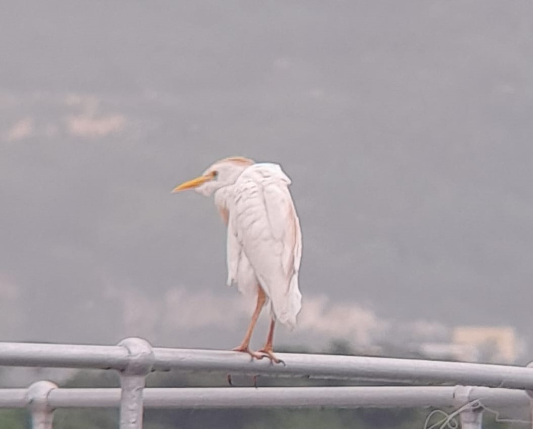 Western Cattle-Egret - ML642861045