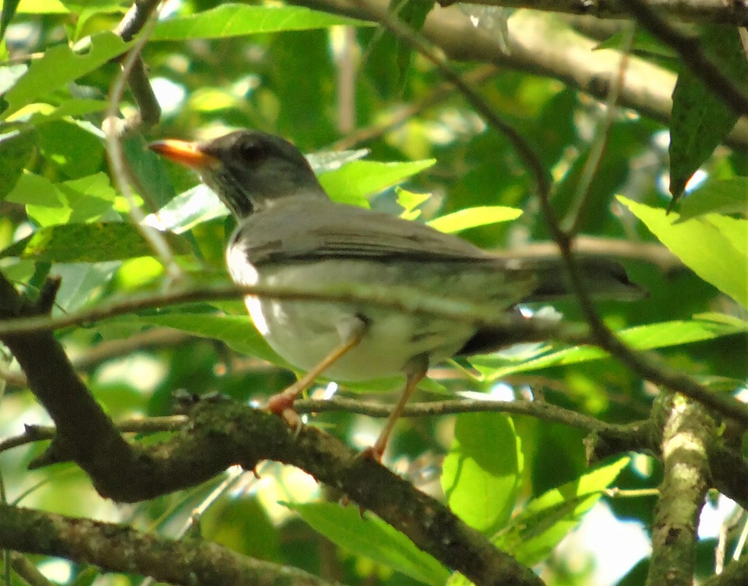 Blacksmith Thrush - ML642861046