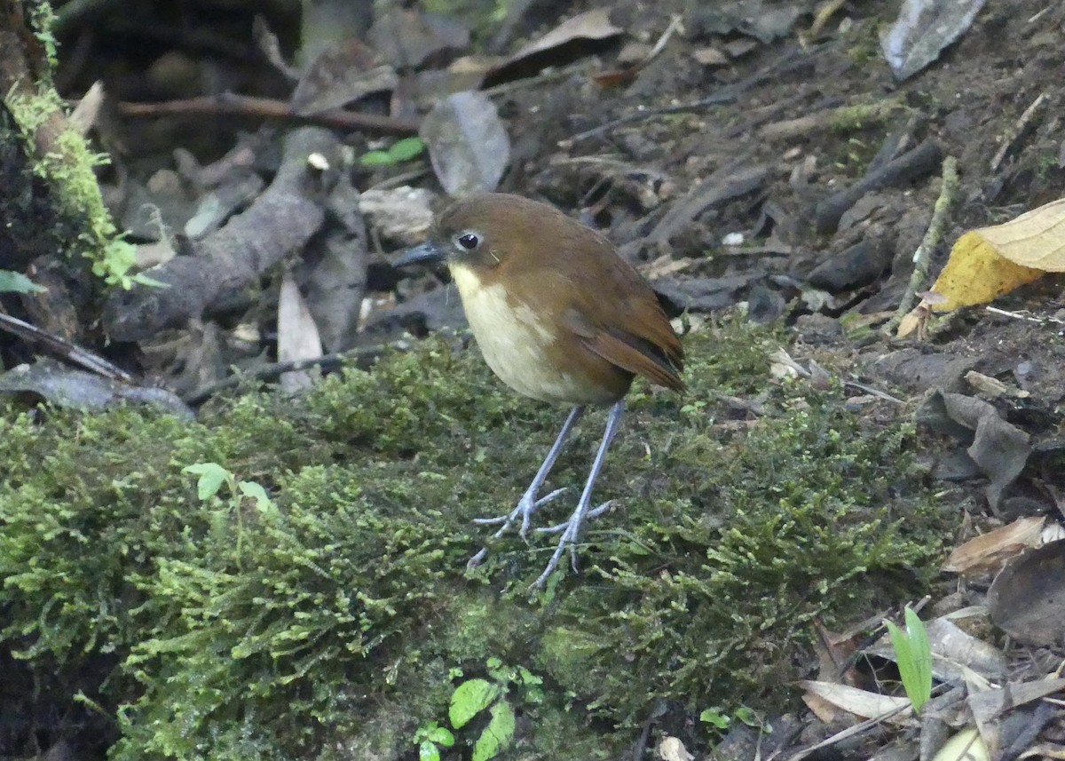 Yellow-breasted Antpitta - ML642861062