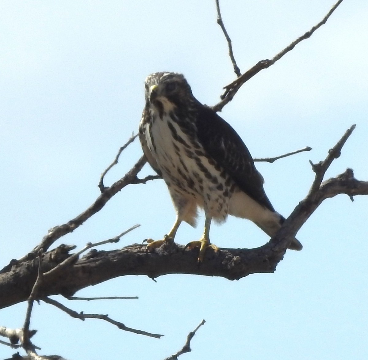Broad-winged Hawk - ML642861063