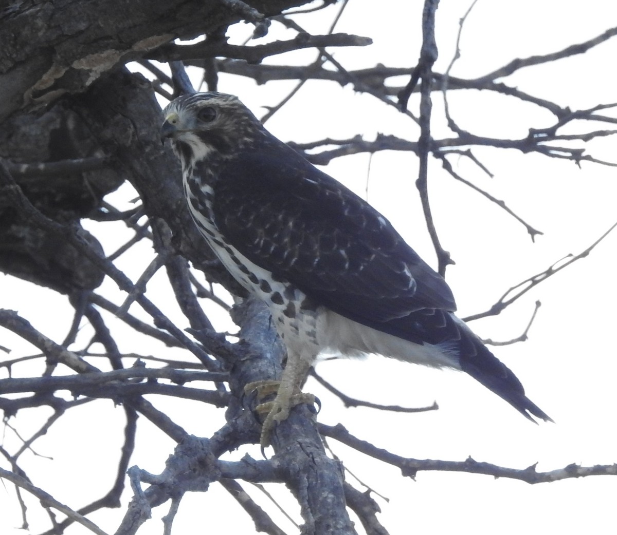 Broad-winged Hawk - ML642861064