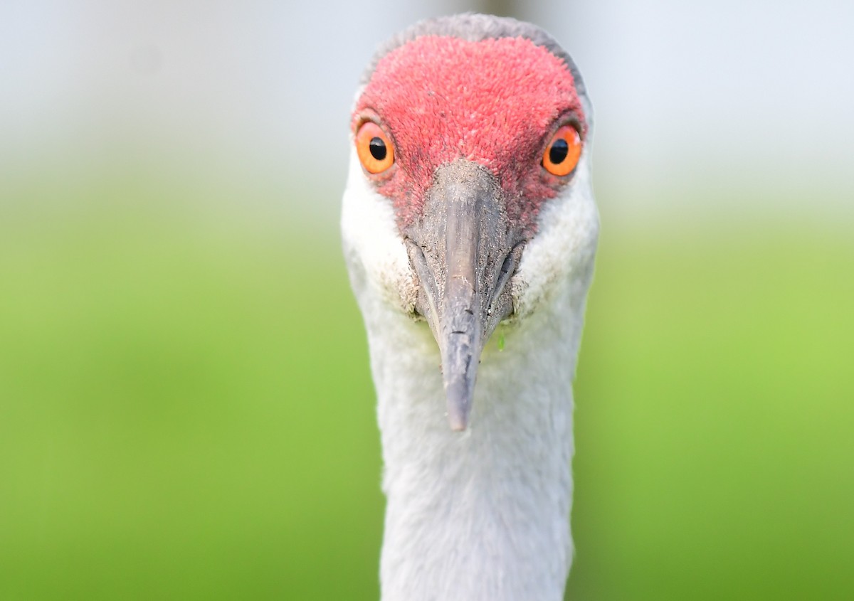 Sandhill Crane - ML642861089