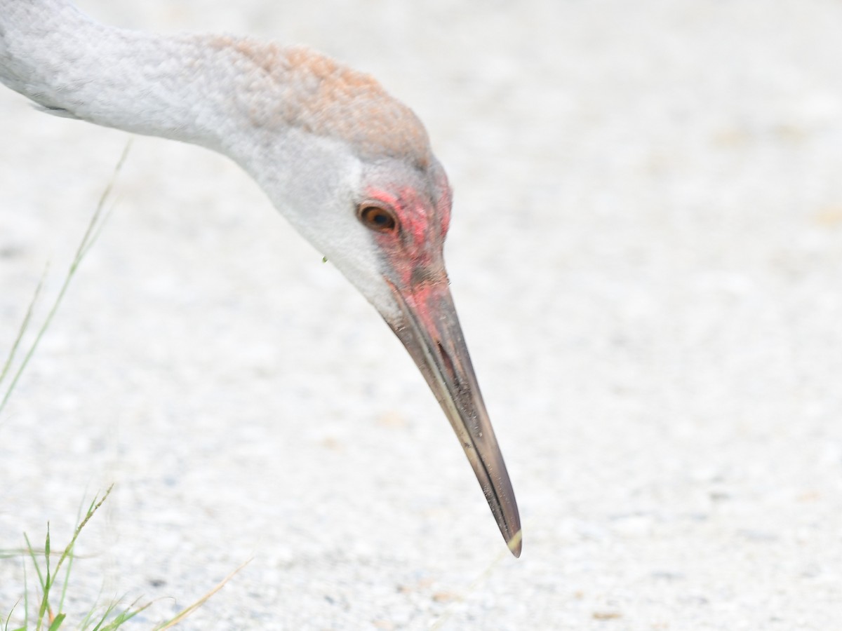Sandhill Crane - ML642861102
