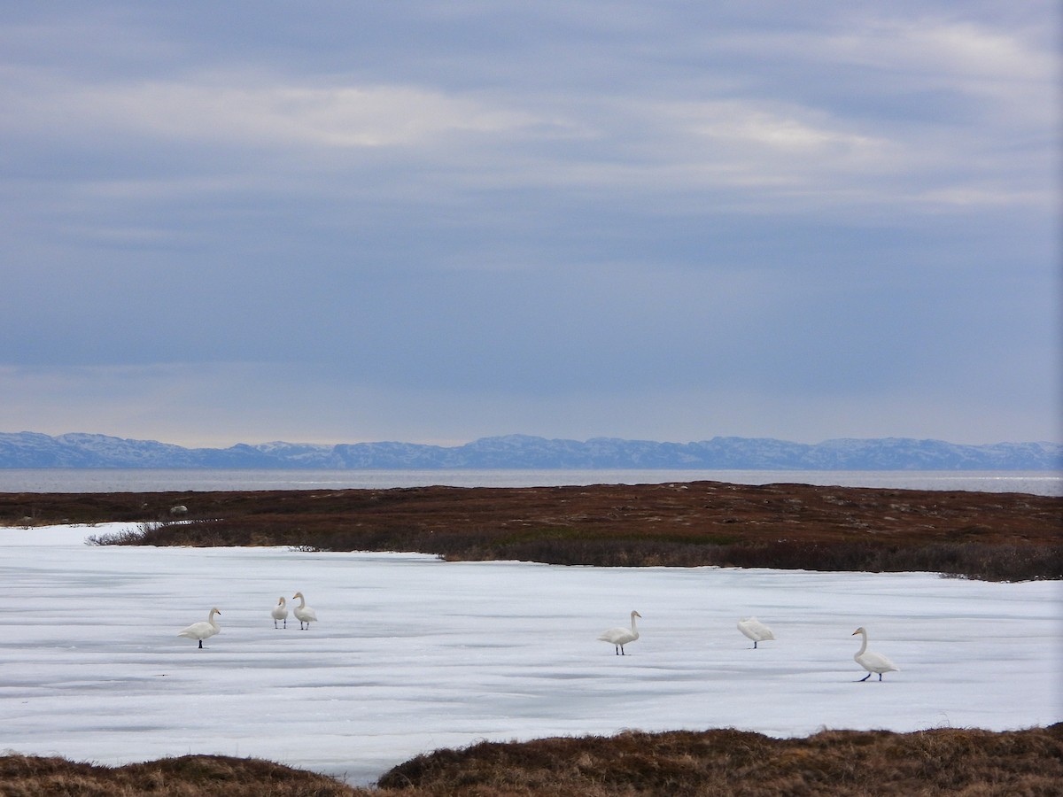 Whooper Swan - ML642861106