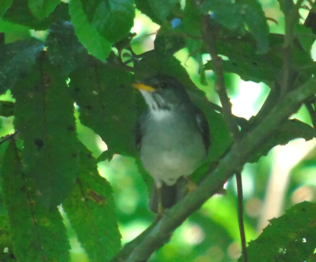 Blacksmith Thrush - ML642861116