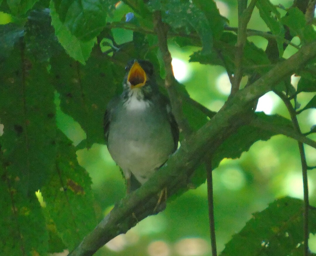 Blacksmith Thrush - ML642861117