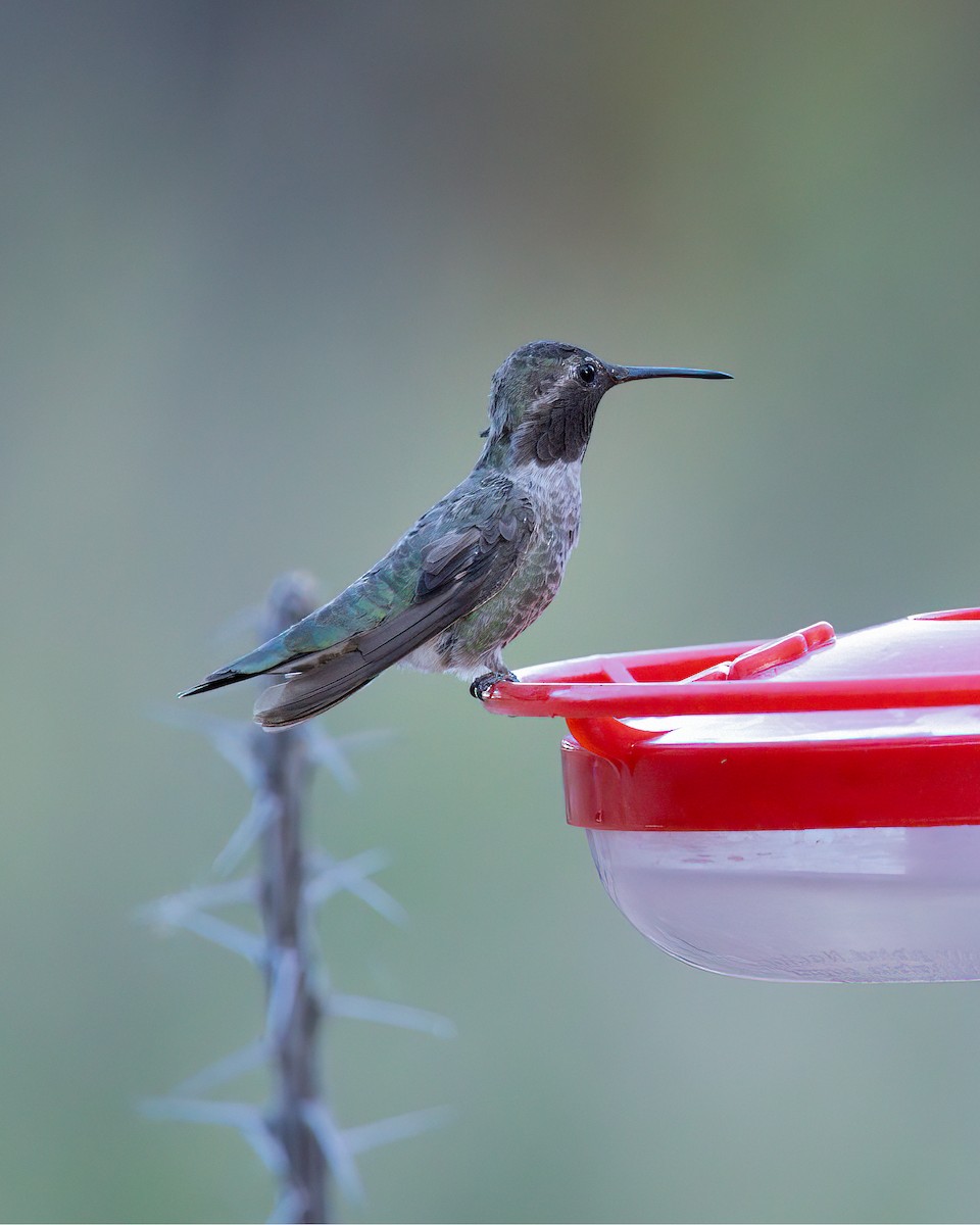 Anna's Hummingbird - ML642861120