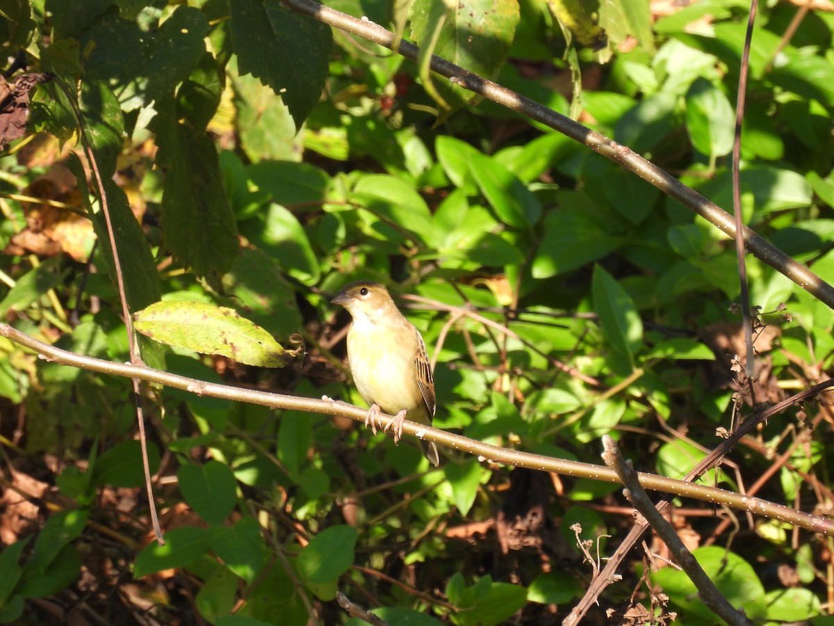 Dickcissel - ML642861123