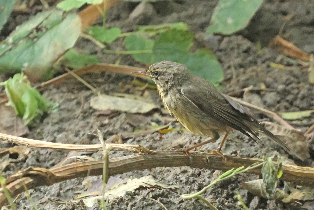 Sulphur-bellied Warbler - ML642861133