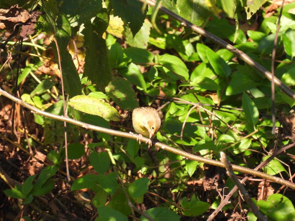 Dickcissel - ML642861135