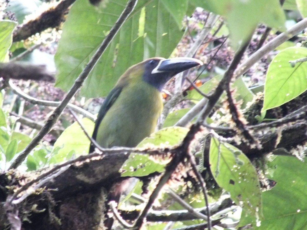 Northern Emerald-Toucanet - ML642861137