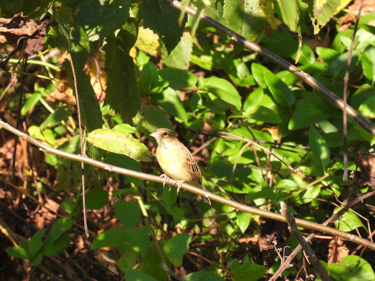 Dickcissel - ML642861138