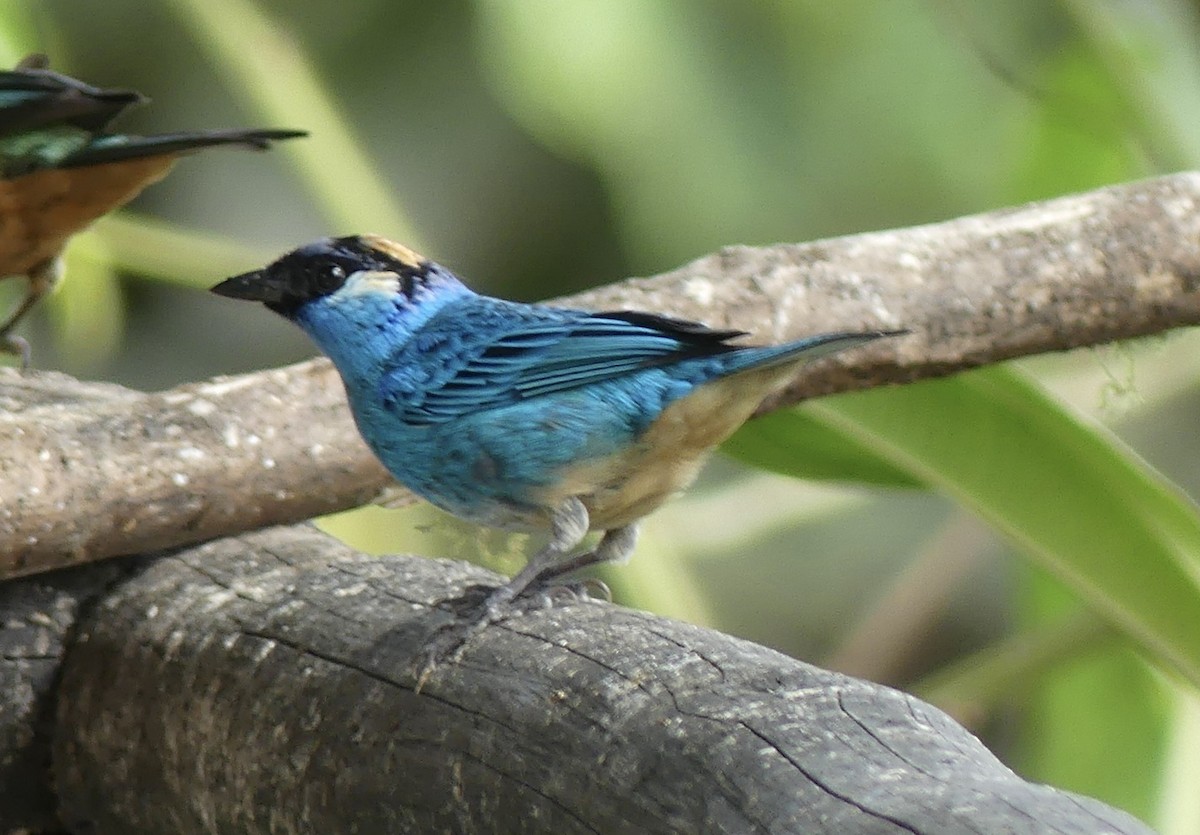Golden-naped Tanager - ML642861139
