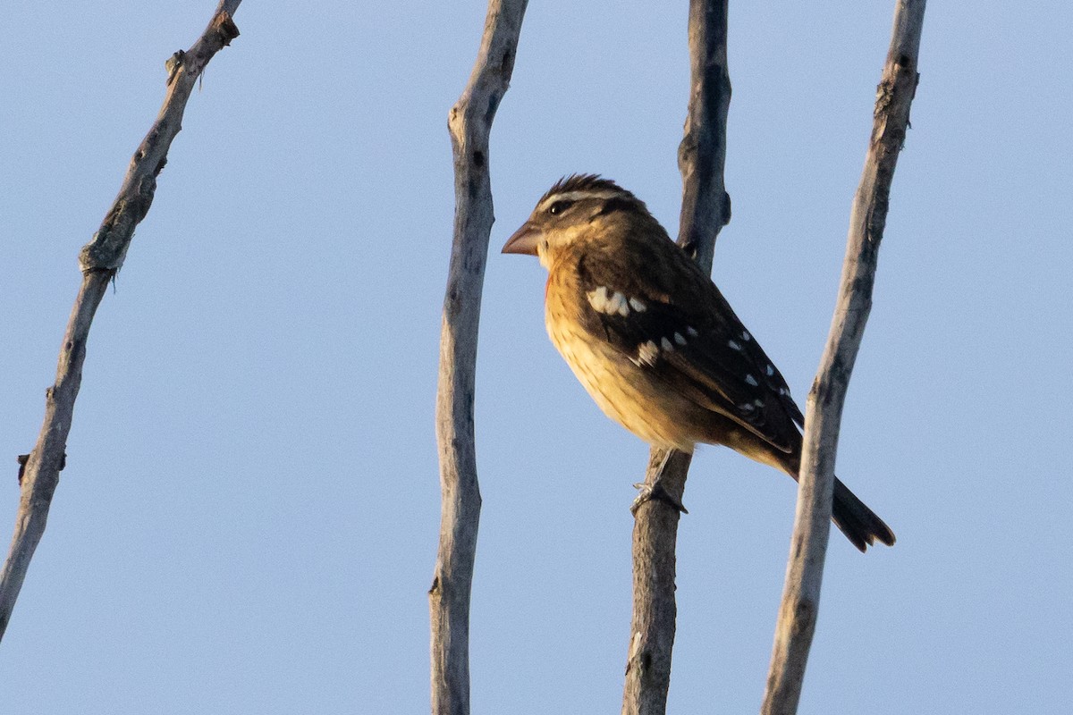 Rose-breasted Grosbeak - ML642861141