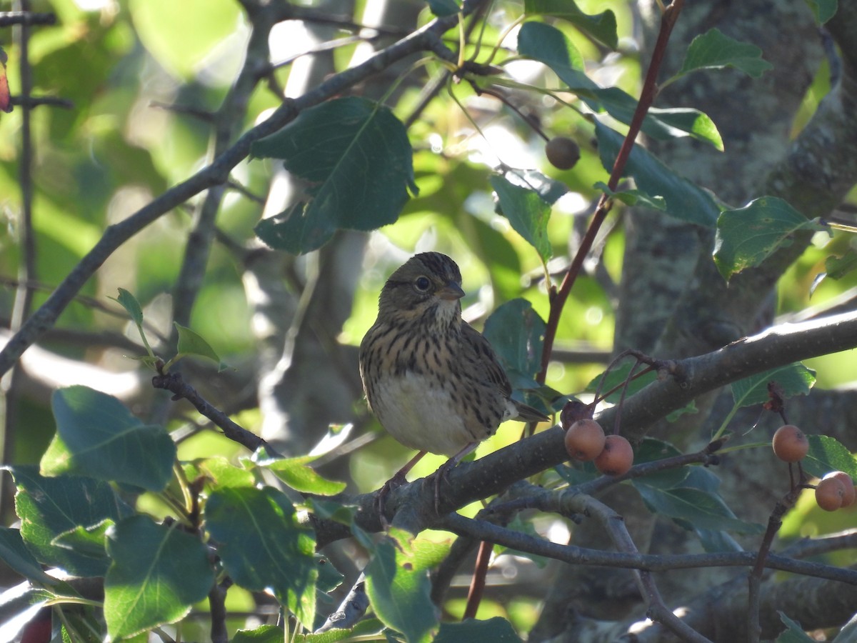 Lincoln's Sparrow - ML642861143