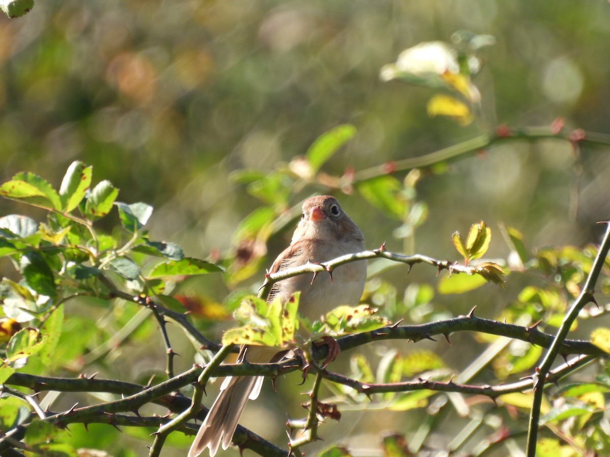 Field Sparrow - ML642861158