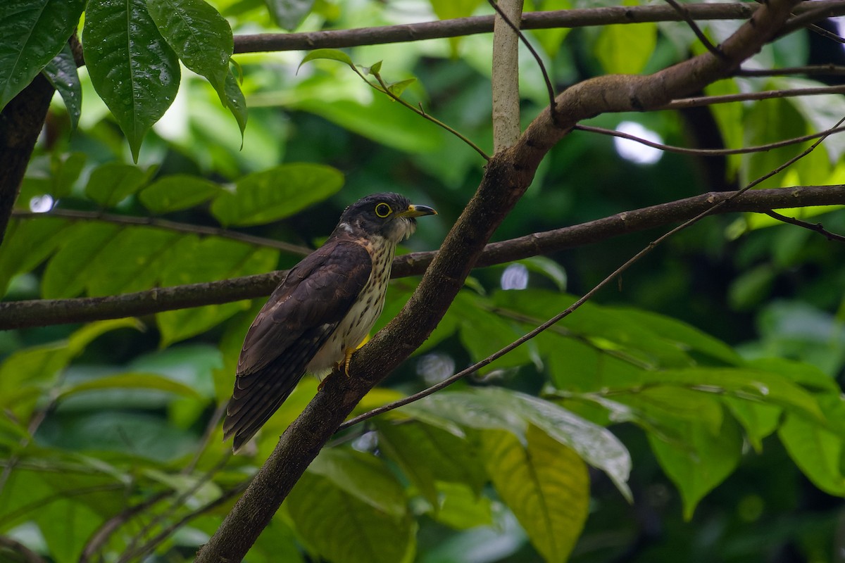 Malaysian Hawk-Cuckoo - ML642861169