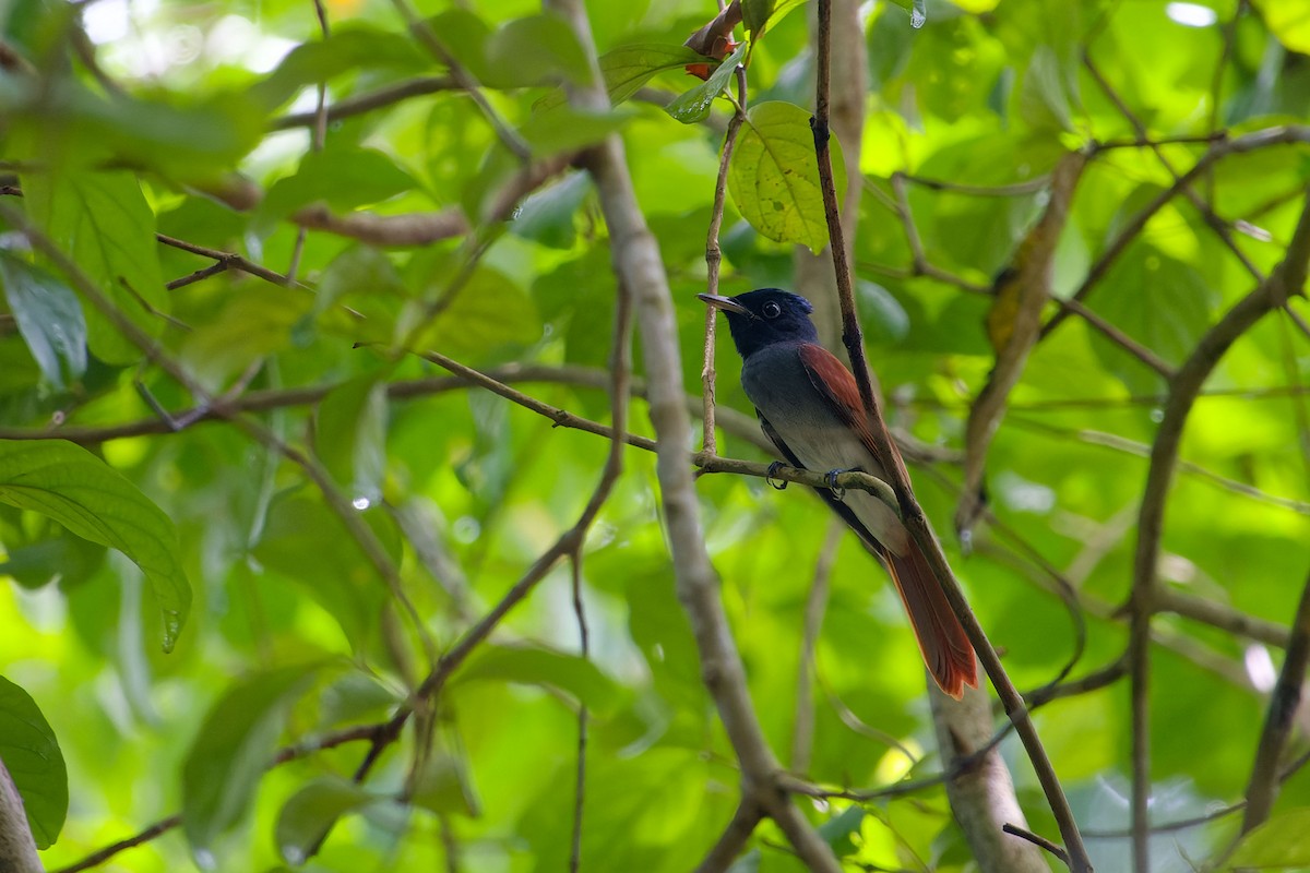 Amur Paradise-Flycatcher - ML642861178