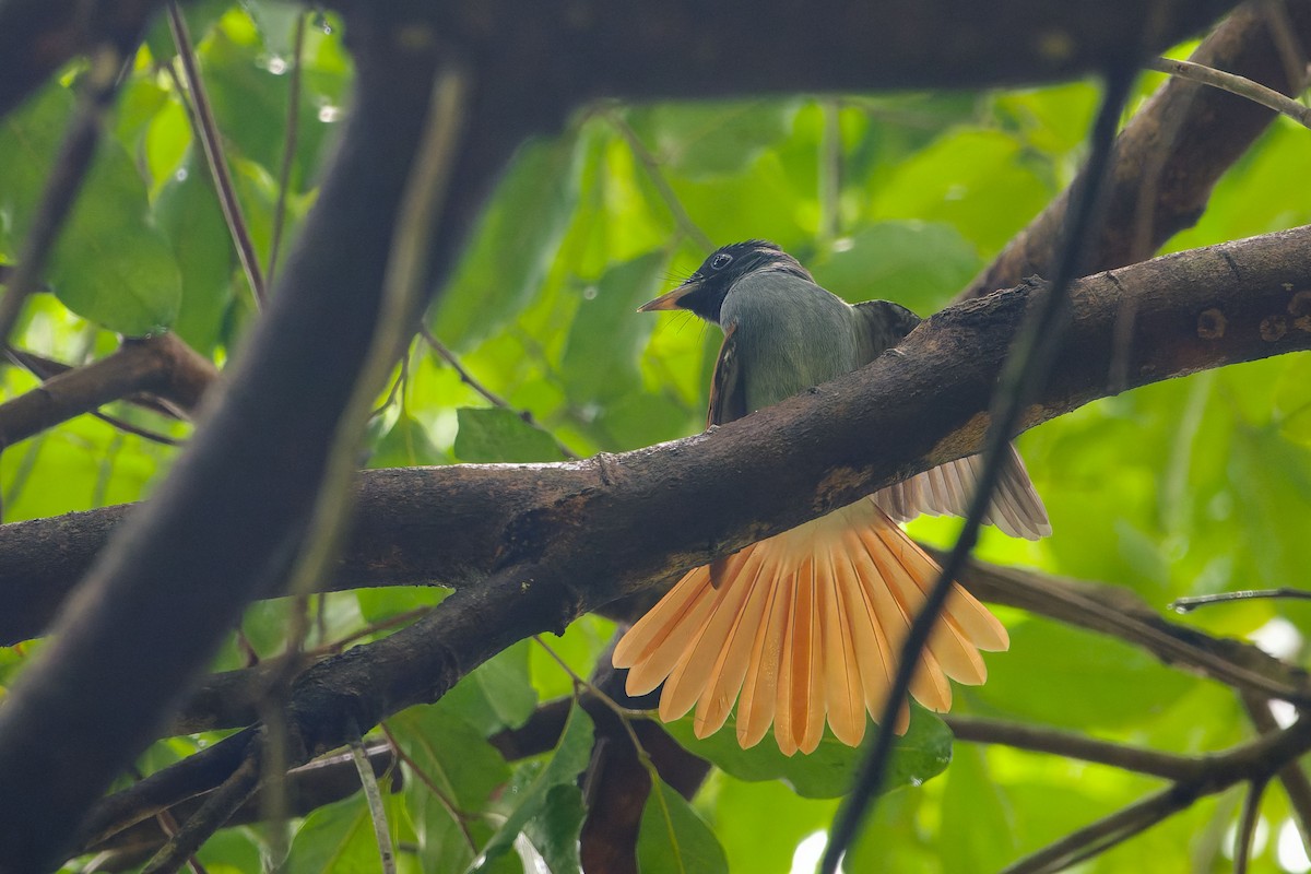 Amur Paradise-Flycatcher - ML642861179
