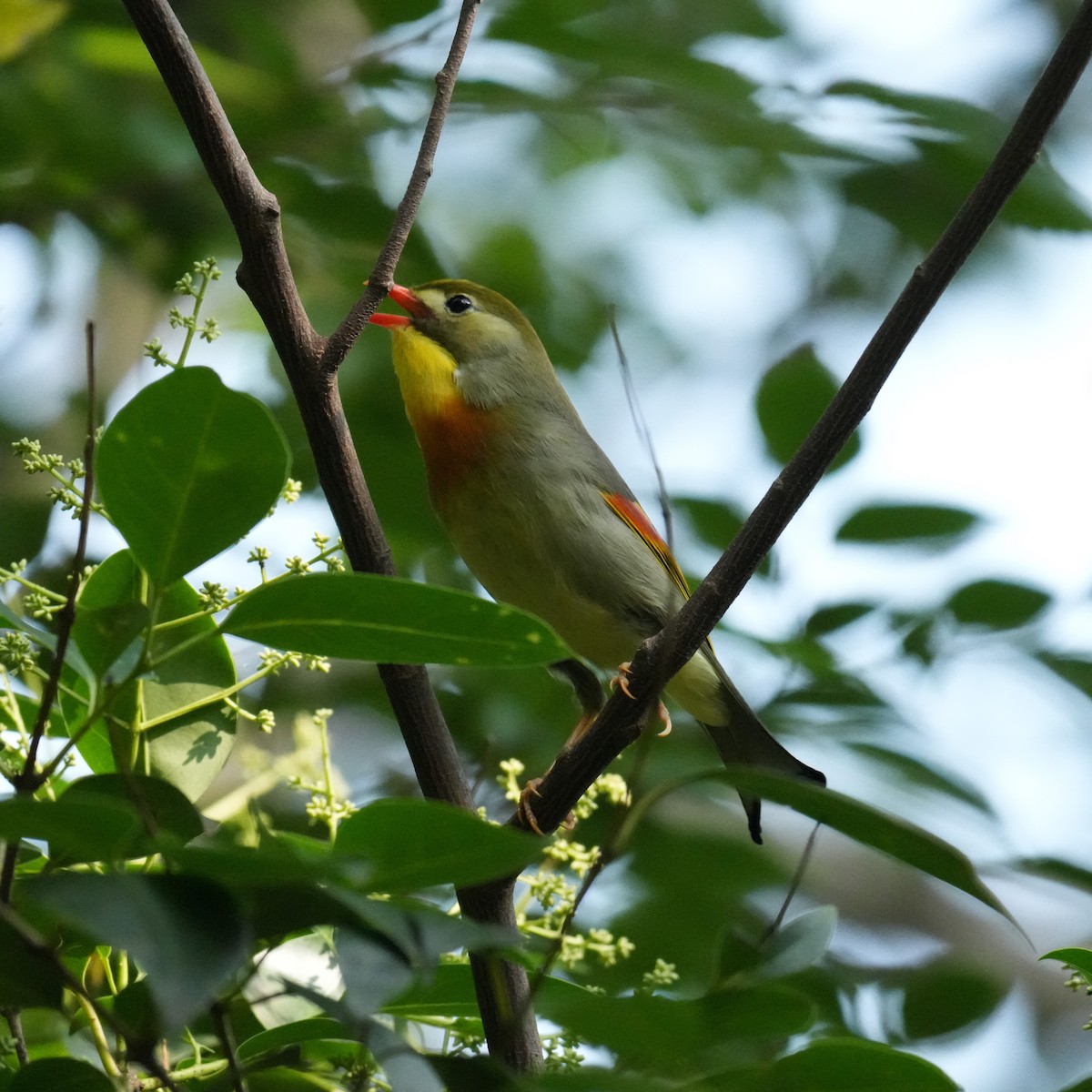 Red-billed Leiothrix - ML642861180