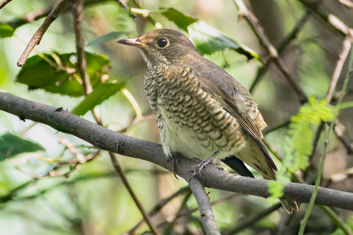Blue-capped Rock-Thrush - ML642861197