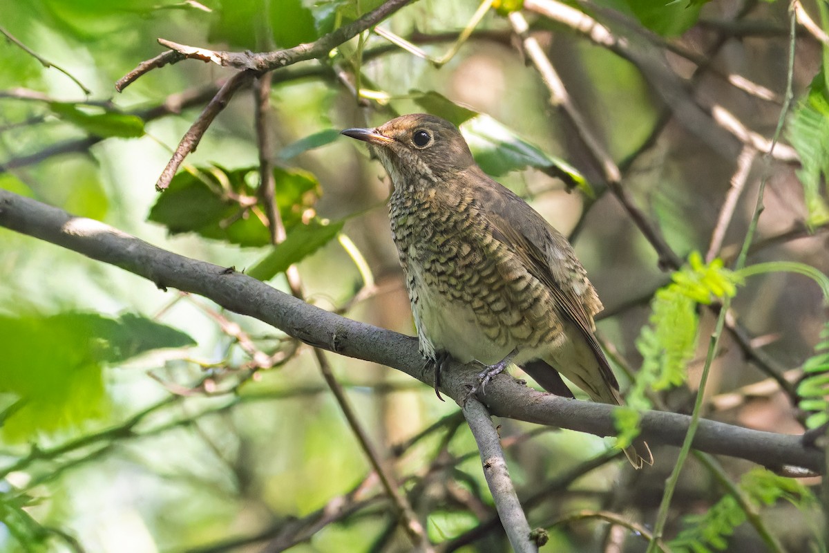 Blue-capped Rock-Thrush - ML642861198