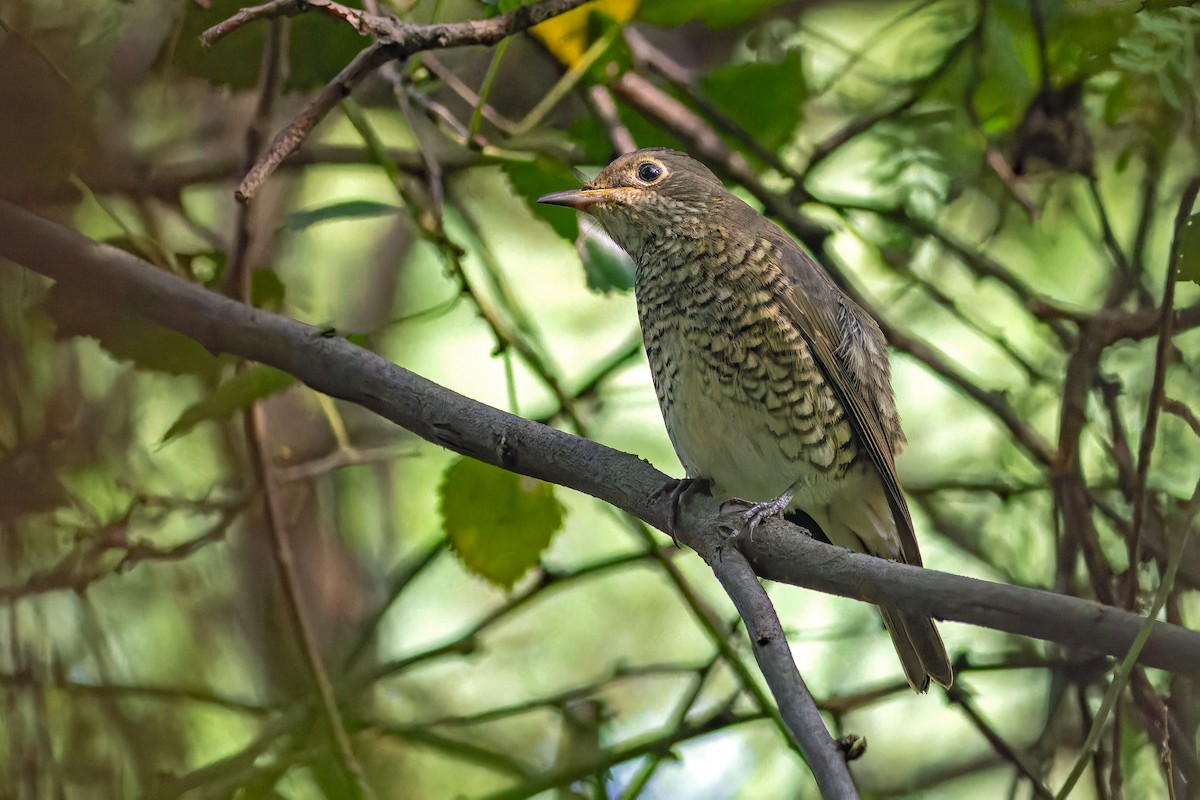 Blue-capped Rock-Thrush - ML642861199
