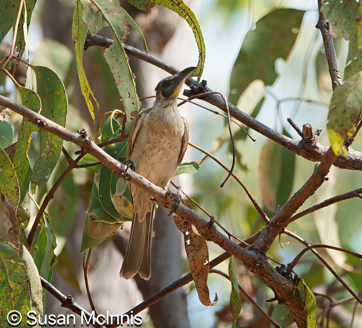Little Friarbird - ML642861201