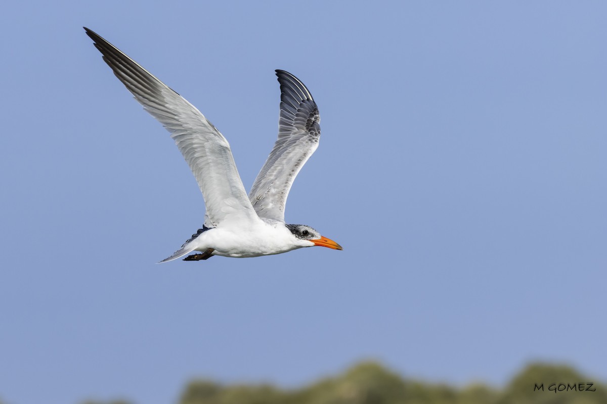 Caspian Tern - ML642861219