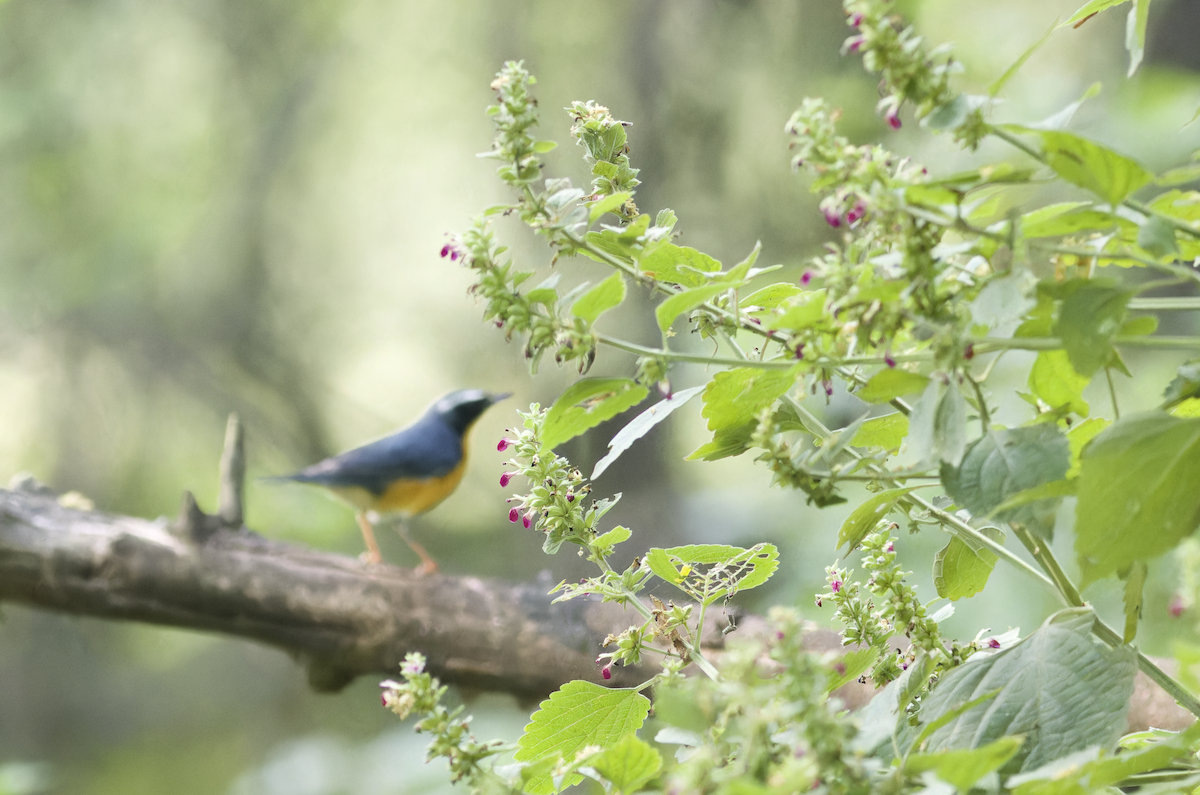 Indian Blue Robin - ML642861221