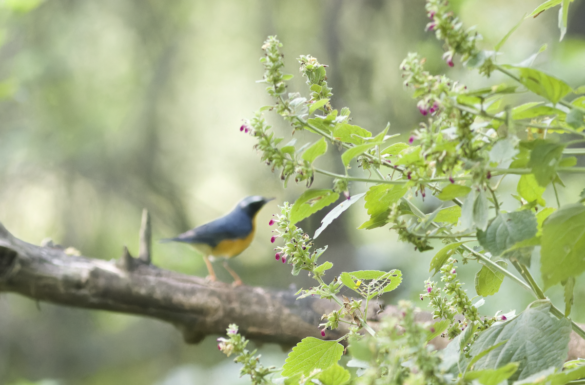 Indian Blue Robin - ML642861222