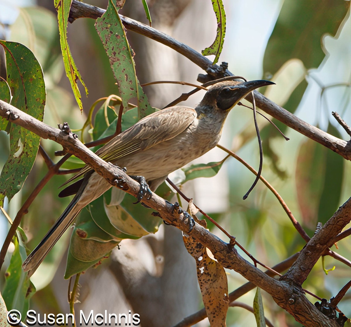 Little Friarbird - ML642861225