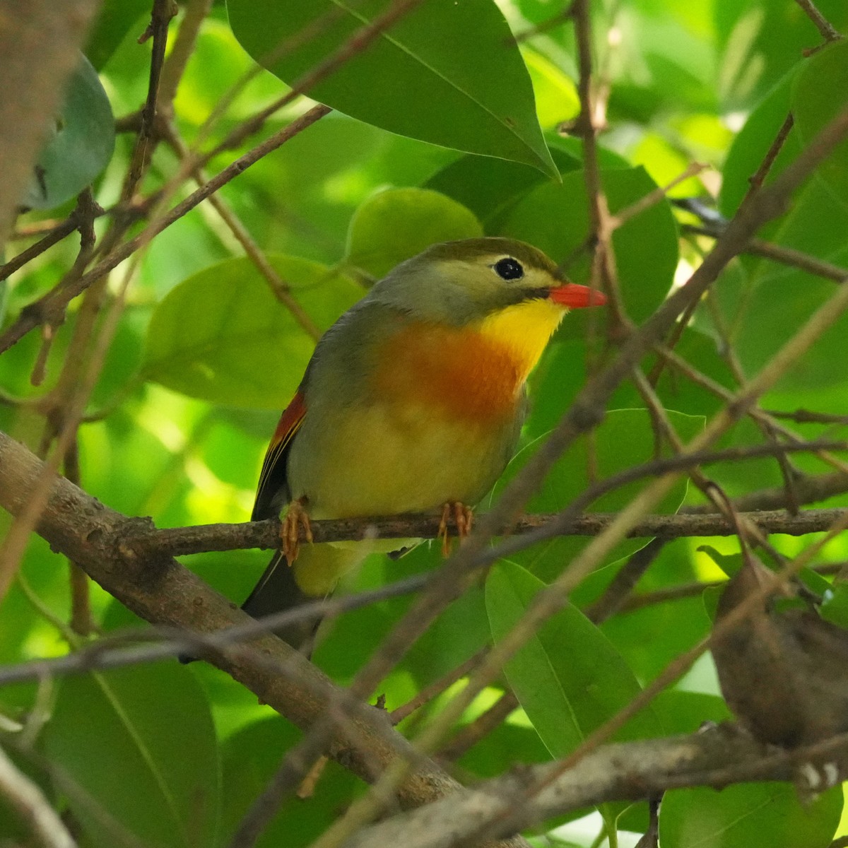 Red-billed Leiothrix - ML642861230
