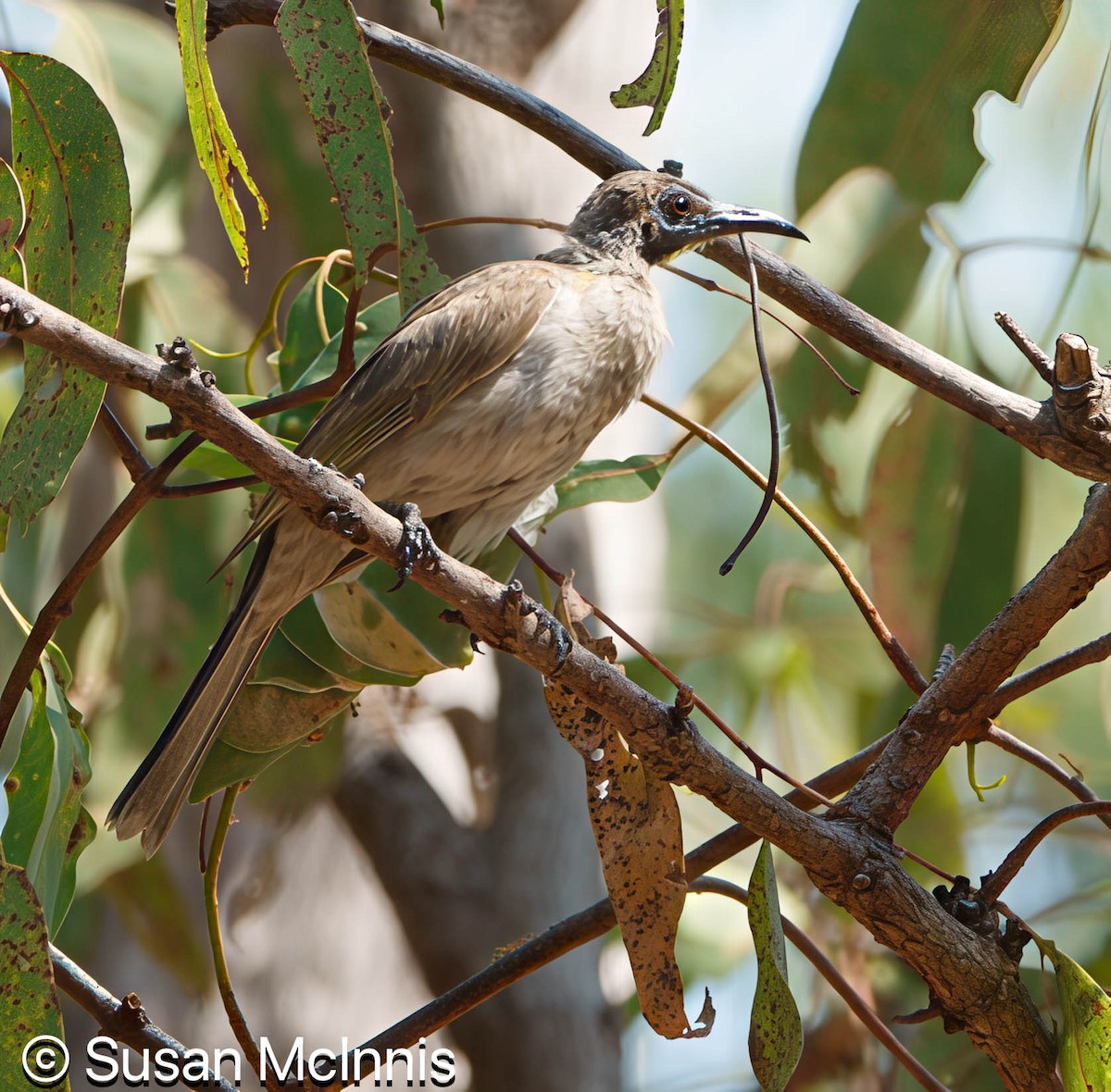 Little Friarbird - ML642861236