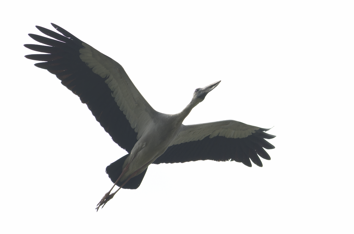 Asian Openbill - ML642861238