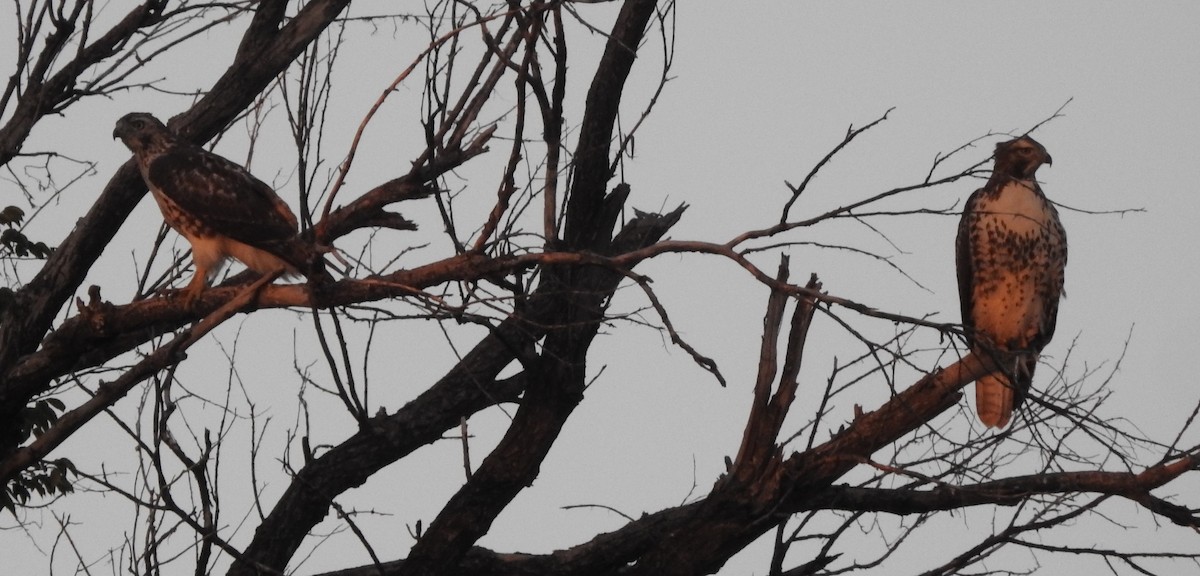 Red-tailed Hawk - ML642861239