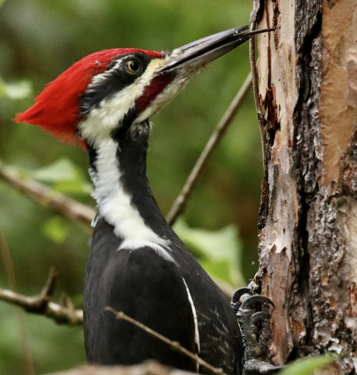 Pileated Woodpecker - ML642861240