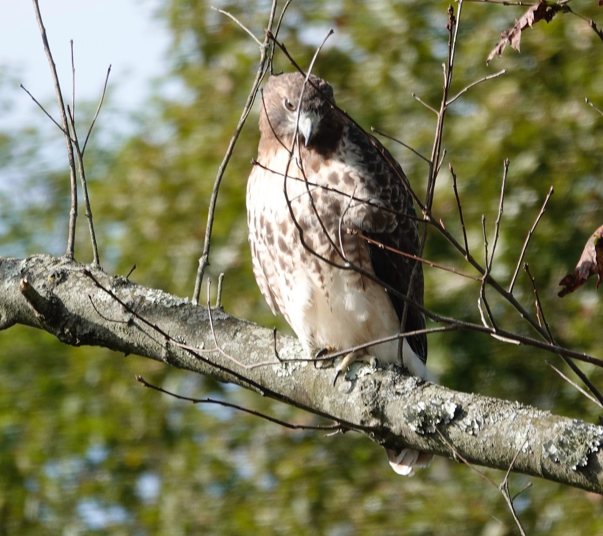 Buse à queue rousse - ML642861241
