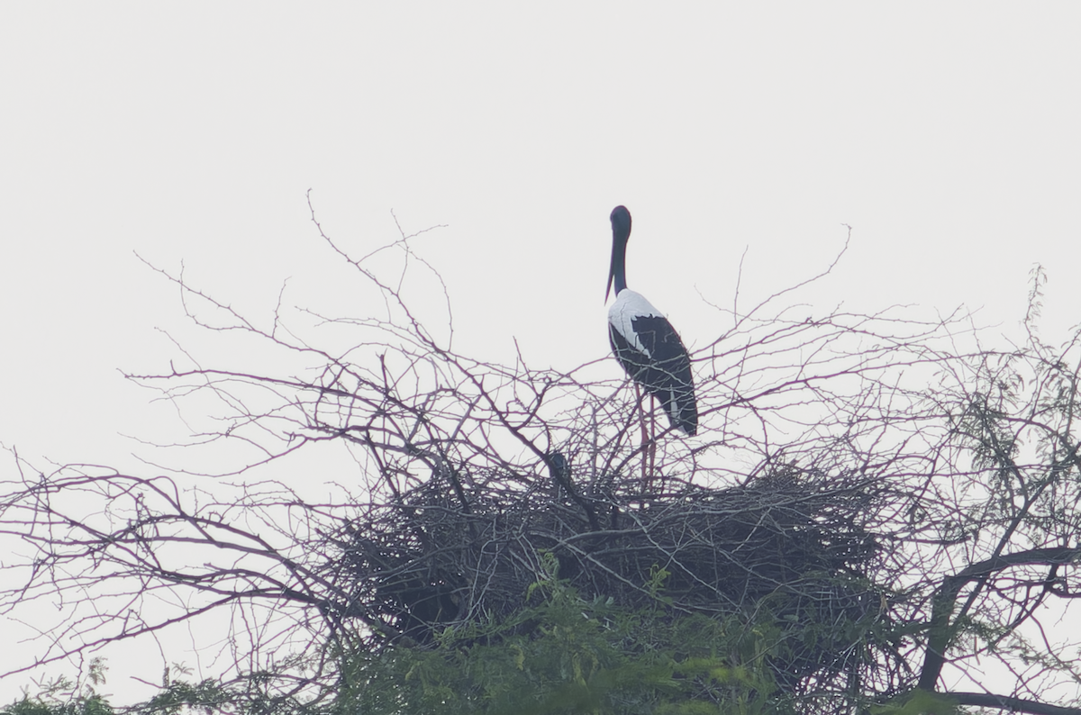 Black-necked Stork - ML642861243